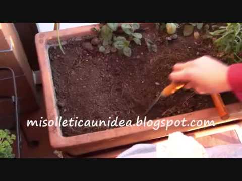Video: Suggerimenti per piantare Crocosmia - Quando e come piantare bulbi di Crocosmia
