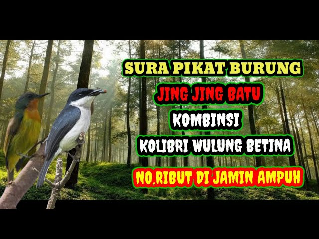 suara pikat burung jingjing batu kombinasi Kolibri Wulung betina jamin ampuh class=