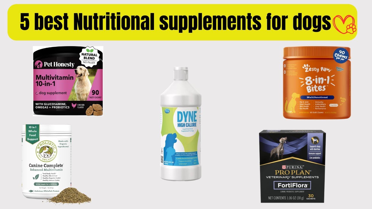 5 Best Nutritional Supplements For Dogs Pet Care Tips YouTube 5 best nutritional supplements for dogs pet care tips youtube