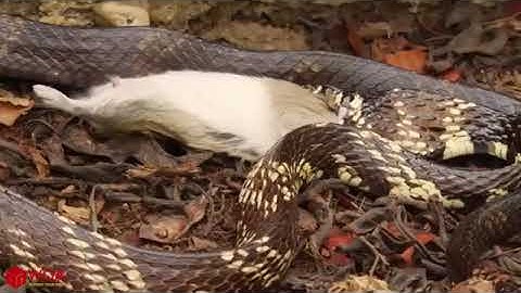 Amazing Capuchin Monkey Save Mouse When Snake Swallow