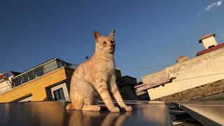 Mani is enjoying sunlight #kitten #pet #play #cute