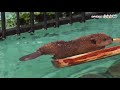 おびひろ動物園探検隊　泳ぐビーバー赤ちゃん の動画、YouTube動画。