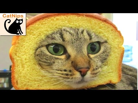 100-hilarious-cats!-|-catnips