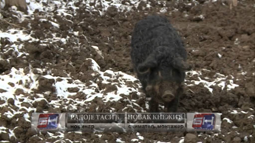 UZGOJ MANGOLICA I VIJETNAMSKIH PRASADI