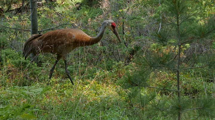 The Slice | Sandhill Cranes on Madeline Island