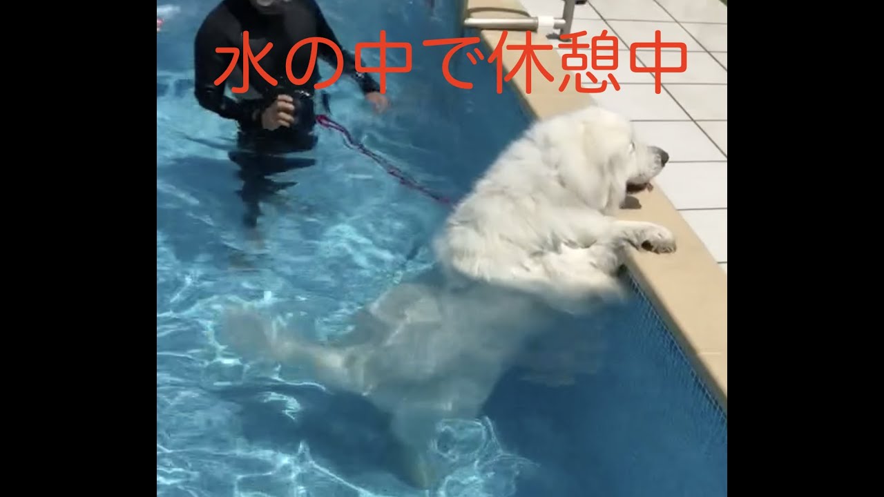 プールでの運動　アル　グレートピレニーズ
