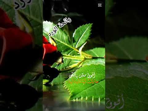 من كتر الي وجعني