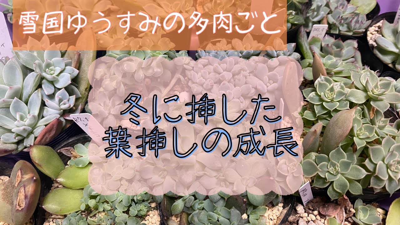 No.49 １年経過した葉挿しの成長