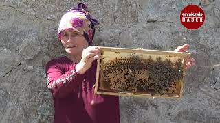 Ri̇ze - Anzer Yaylasında Bal Sağımına Başlandı Resimi