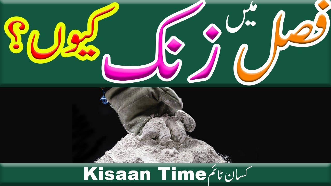 Zinc fertilizer Zinc khad ke fayde zinc sulfate khad zinc plus khad