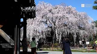 「京の桜」本満寺（京都市上京区）の枝垂れ桜