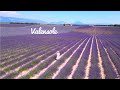 [4K]🇫🇷Valensole, Provence :Lavender &amp; Sunflower Fields,Town of Valensole, Provence Farm Stay💜 2023