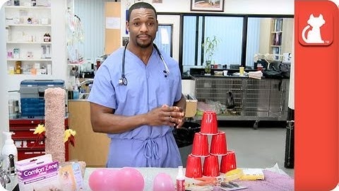 Prevent Cat Scratching - Ask A Vet