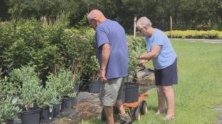 Greenville gardeners picking out new blueberry bushes