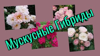 Розы. Мускусные гибриды .Сад в Ленинградской области.