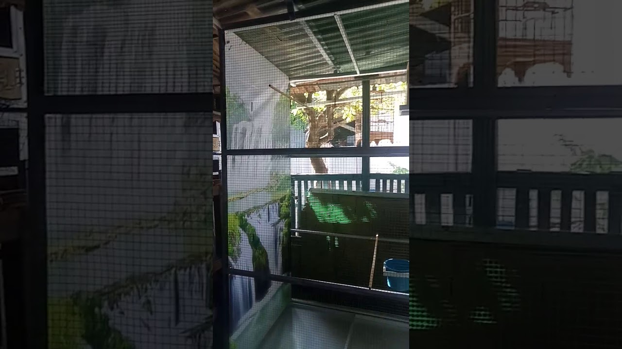 Sangkar ternak murai batu 