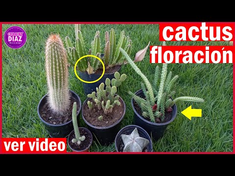 Video: ¿Qué es un cactus globo? Información sobre el cuidado del cactus globo