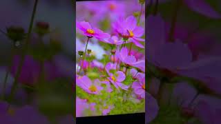 TCL sent me this monitor for free to review so i wanted to start with my first impressions