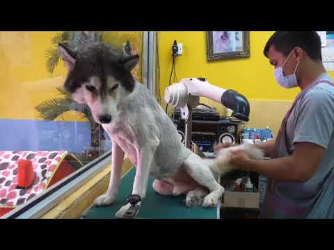 husky-full-grooming-"3mm-cut"-@jypetsalon