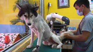 HUSKY FULL GROOMING '3mm cut' @JYPETSALON