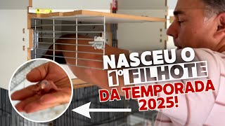 1º FILHOTE DA TEMPORADA 2025 NO CRIATÓRIO REI DAS AVES