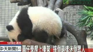 20131206中天新聞　圓仔學爬上棲架　摔倒萌樣迷倒眾人