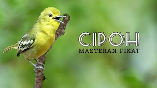 Masteran suara burung CIPOH/CIPOW/SIRTU untuk masteran dan pikat