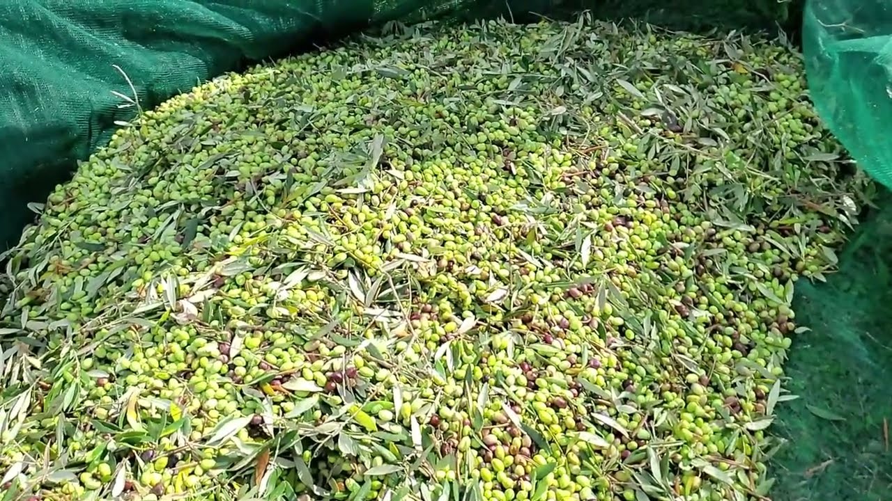 Olive Harvest 2022 - Agia Triada Rethymno Crete