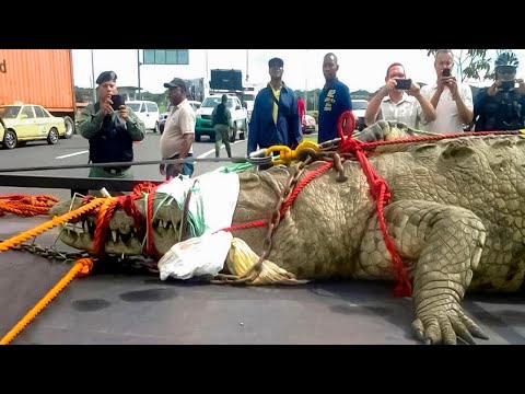 Видео: 8 Самых Больших Крокодилов на Земле