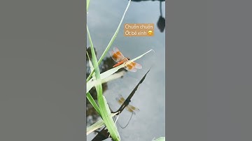 Em chuồn chuồn ớt xinh xắn ở bờ ao sen thơm ngát #canhdepthiennhien #dragonfly #dongvat