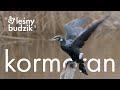 Leśny budzik - Kormoran