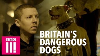 Professor Green on the Murky World of Dangerous Dogs