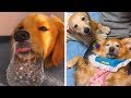 FUNNY AND CUTE GOLDEN RETRIEVERS