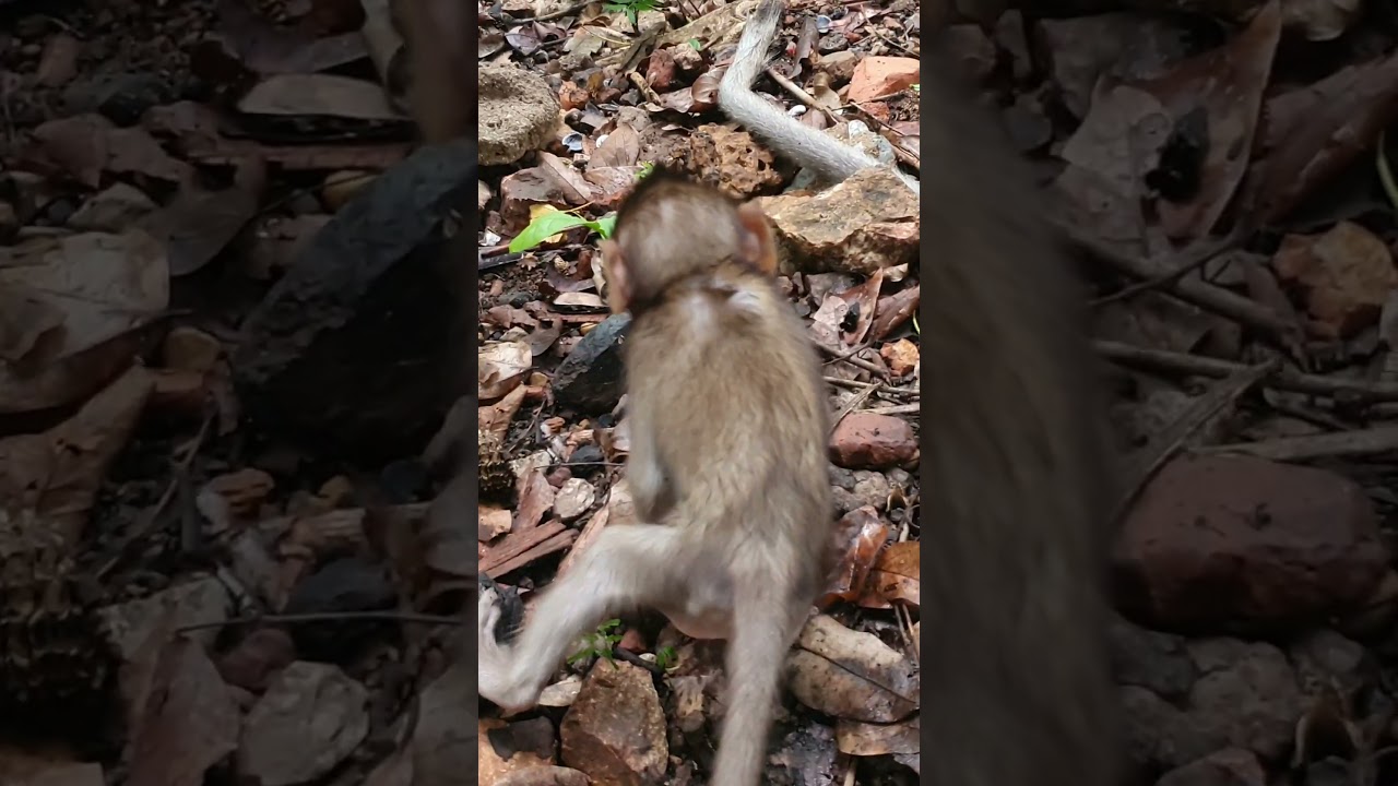 Fun scenes of little monkeys and baby monkey activities ( Newborn baby Monkeys Entertainment ) Ep 47