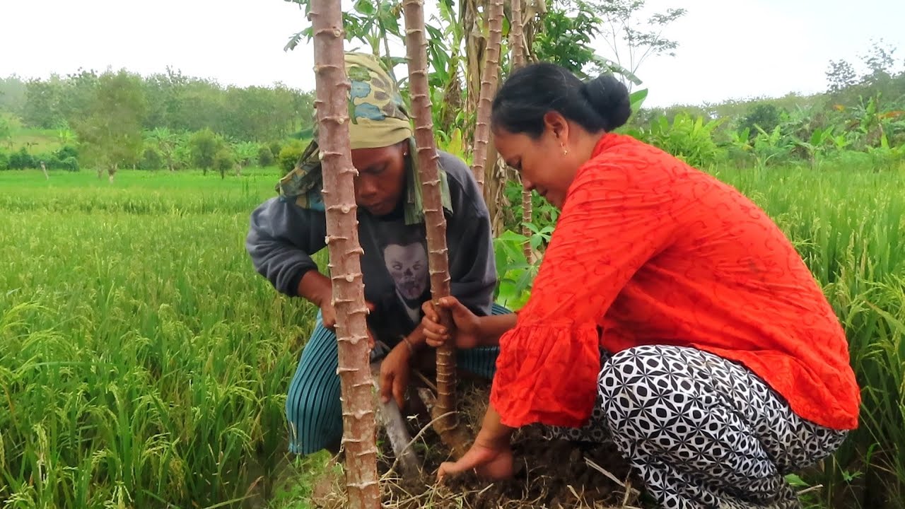 ALHAMDULILLAH ADA PESANAN KRIPIK SINGKONG
