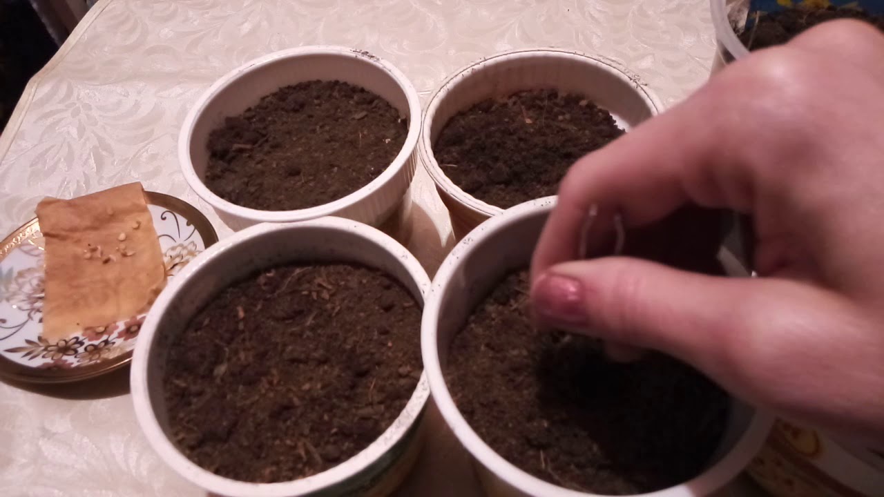 Как быстро прорастить семена перца на рассаду