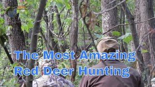 Red Deer Hunting in Bulgaria: A Hunt Like No Other