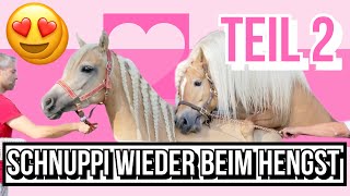 Schnuppi Wieder Beim Hengst Nimmt Sie Diesmal Auf?