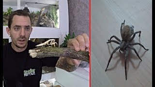 NOURRISSAGE de ma MANTE et observation de mon ARAIGNÉE