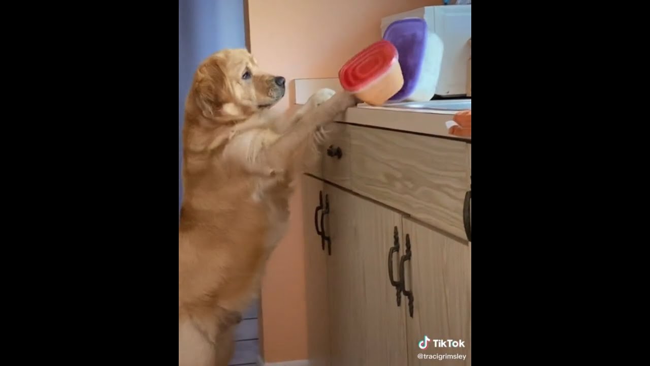 GOLDEN RETRIEVER CAUGHT "SECRETLY" STEALING FOOD FROM THE KITCHEN