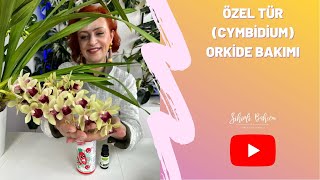 Özel Tür (Cymbidium) Orkide Bakımı