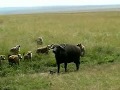 Hyenas Kill Baby Cape Buffalo - SERIOUSLY HARD TO WATCH