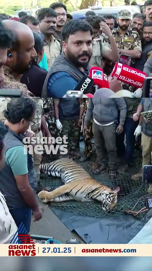 'ചത്തത് രാധയെ കൊന്ന കടുവ തന്നെ' സ്ഥിരീകരിച്ച് വനംവകുപ്പ്