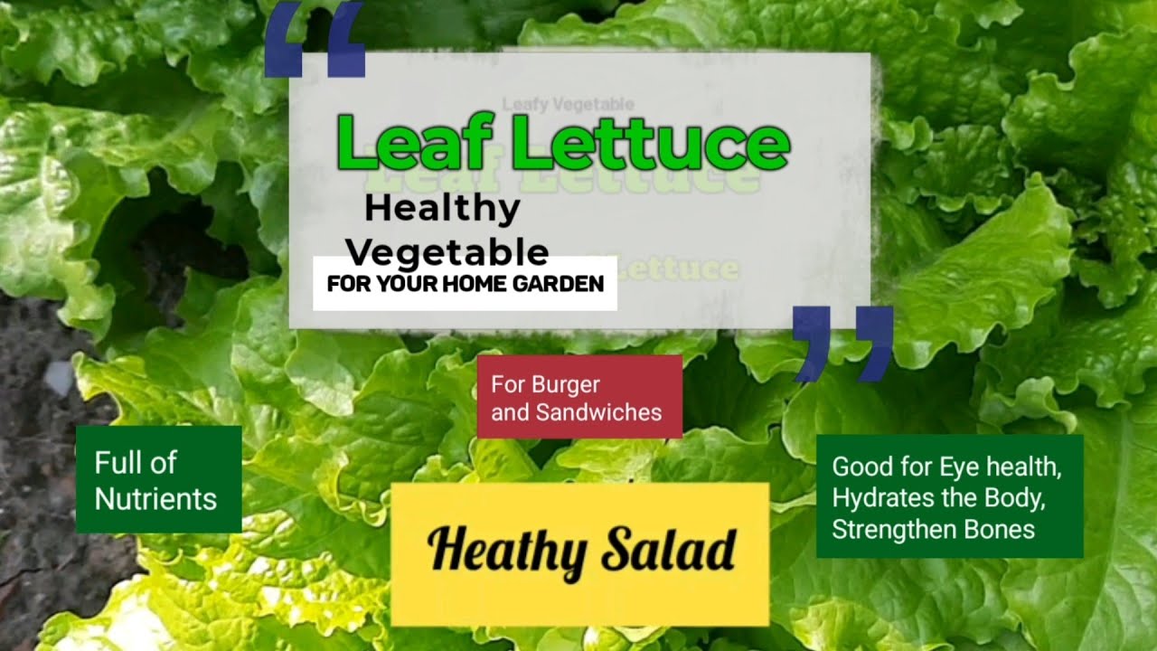 Leaf lettuce, Loose-leaf lettuce, Green leaf lettuce, Lactuna sativa,Healthy Salad