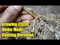 Growing Citrus by Cuttings (Homemade rooting hormone)