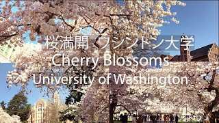 Cherry Blossoms at University of Washington 桜満開 ワシントン大学