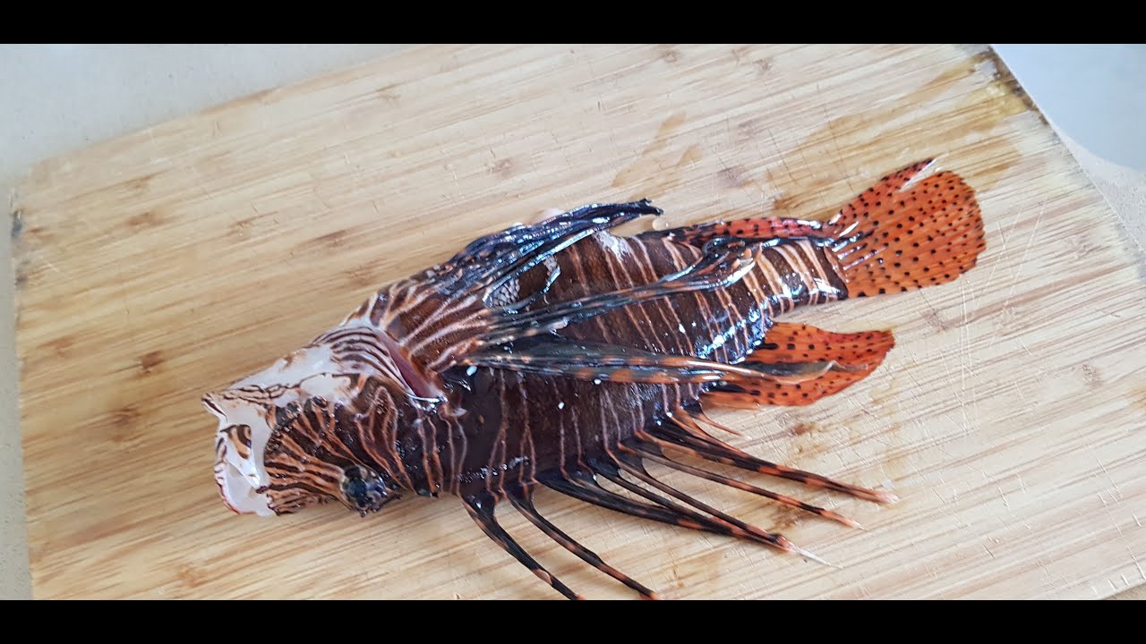Spearfishing and fillet lionfish , זהרון בצלילה חופשית , Охота на