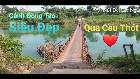 Thăm Cánh Đồng Táo Siêu Sai Quả Xã Tân Quang l Núi Đồi Lục Ngạn