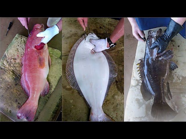 Watch Ikejime Method For Tastier Fish  Ike Jime The Japanese To Kill Live  Fish 