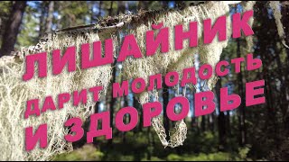 Противовирусное из Тайги. Лишайник. Рецепты для здоровья. Молодость и  Красота.